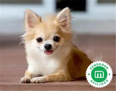 Chihuahua en venta baratos | Milanuncios