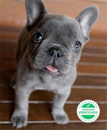Milanuncios French Bulldog Perros En Adopcion Compra Venta De Accesorios Y Servicios Para Perros
