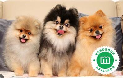 Peluche perro pomerania clearance