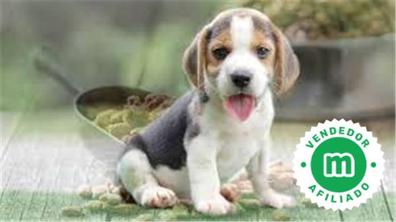 dividir envío Desnudarse Regalo cachorros Beagle en adopción. Compra venta y regalo de cachorros y  perros | Milanuncios