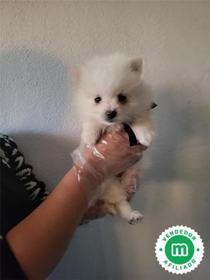 perro de pomerania blanco