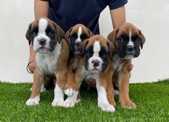 Milanuncios Cachorro Boxer Madrid Anuncios Para Comprar Y Vender De Segunda Mano