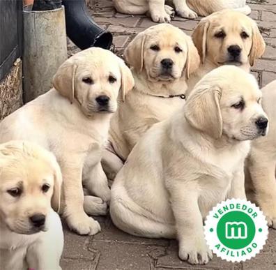 como se llaman los labradores blancos