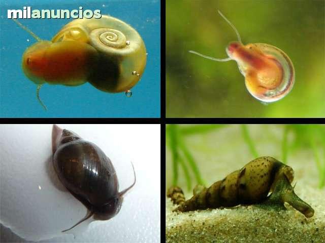 Milanuncios Caracoles De Acuario