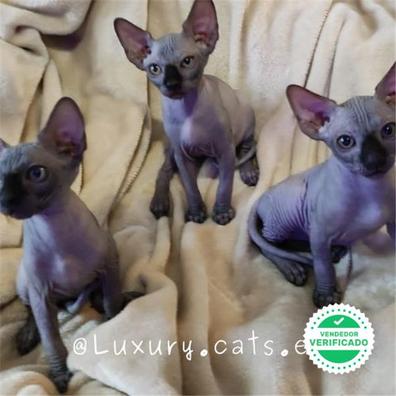 Discutir Piscina Pasivo MILANUNCIOS | Gato sphynx Gatos y gatitos en adopción y compra venta de  accesorios y servicios en Málaga