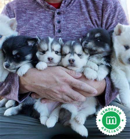 Milanuncios - POMSKY