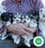 Milanuncios - POMSKY