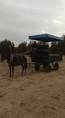 Carro enganche Carruajesse segunda mano . venta de coches de caballos | Milanuncios