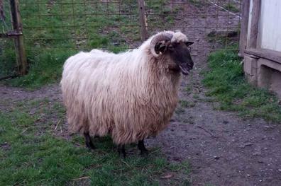 Cencerros ovejas Mascotas en adopción y accesorios de mascota de segunda  mano baratos