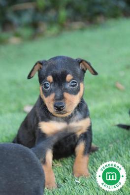 Mini pincher Perros en adopción, compra venta de accesorios servicios para perros | Milanuncios