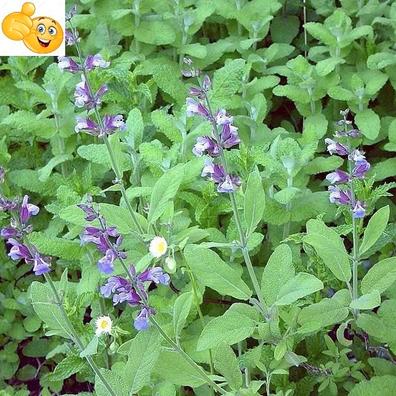 Milanuncios - Salvia semillas