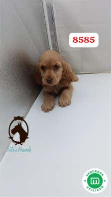 Cocker en venta en Teruel Provincia baratos | Milanuncios