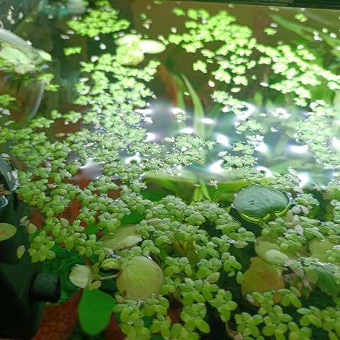 Milanuncios - planta flotante lentejas