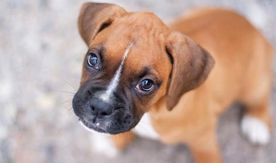 Milanuncios Cachorros Boxer Boxer En Adopcion Compra Venta Y Regalo De Cachorros Y Perros