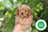 Milanuncios - CAVAPOO