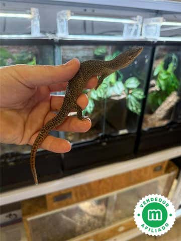 Milanuncios - Varano de Timor subadulto (Varanus primo