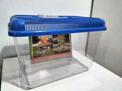 Peceras para tortugas Compra venta peces, acuarios, y | Milanuncios