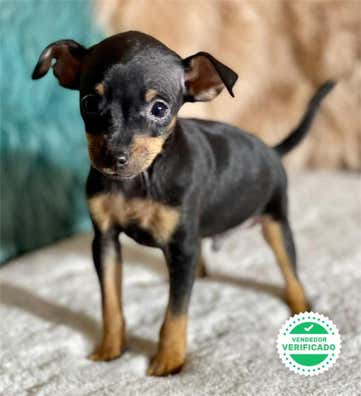 MILANUNCIOS | Mini pincher Perros en adopción, compra venta de ...