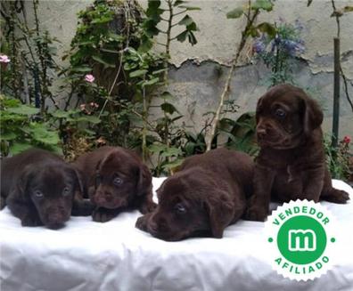 Perros en adopción, compra venta de accesorios y servicios para perros |  Milanuncios