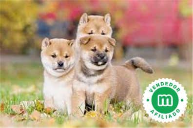 Shiba inu Perros en adopción, compra venta de accesorios y servicios ...