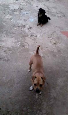matar Hermanos Accesorios Regalo perro Mascotas en adopción y accesorios de mascota de segunda mano  baratos en Las Palmas Provincia | Milanuncios