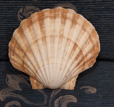 Caracolas y conchas de mar variadas para decoración y manualidades Peso 90  g aprox
