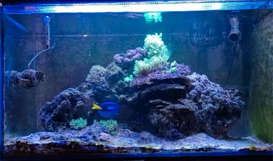 Arena viva de color negro para acuario de arrecife