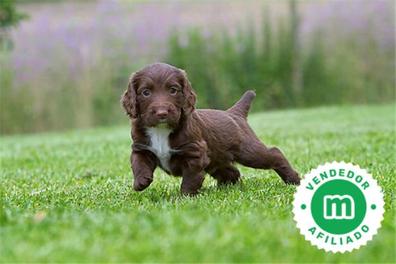 Cocker Spaniel (chocolate) Keyring £6.95 - Mischievous Mutts