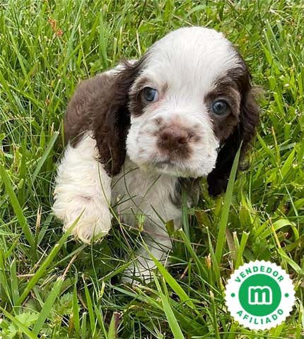 Milanuncios - COCKER