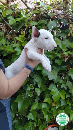 Milanuncios Bull Terrier Miniatura Perros En Adopcion Compra Venta De Accesorios Y Servicios Para Perros