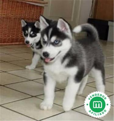 Monumental Aniquilar derivación Concursos caninos Perros en adopción, compra venta de accesorios y  servicios para perros | Milanuncios