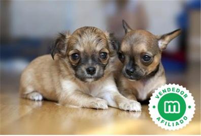 Cachorros Perros en adopción, compra venta de accesorios y servicios para perros en Madrid | Milanuncios