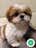 Milanuncios - Shih Poo