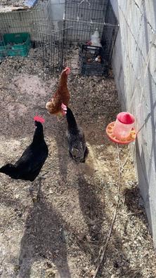 Gallinas. Compra venta de gallinas al mejor precio y adopción en Alicante  Provincia
