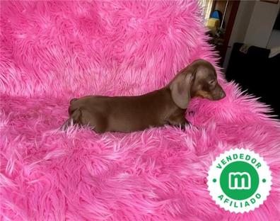 Milanuncios - PERROS SALCHICHA MINI & STANDART