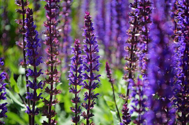 Milanuncios - Salvia nemorosa Violet Queen