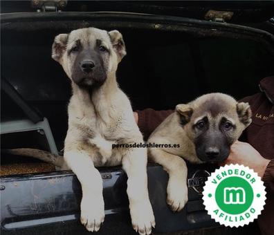 son perros kangal buenos perros de familia