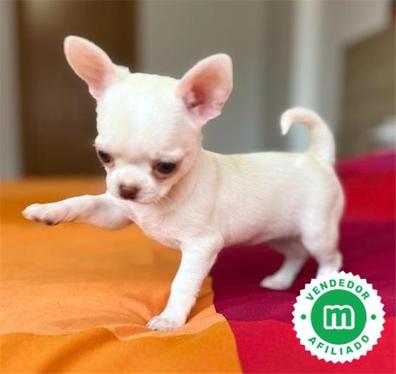 Milanuncios Chihuahua mini toy