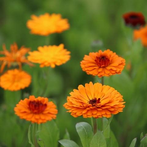 Milanuncios - Vivero de plantas medicinales