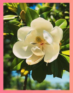 Magnolia Plantas de segunda mano baratas en Madrid | Milanuncios