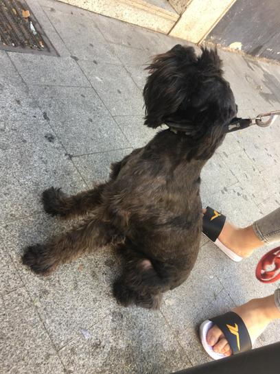 SE VENDEN SNAUZER AMERICANO  MINI