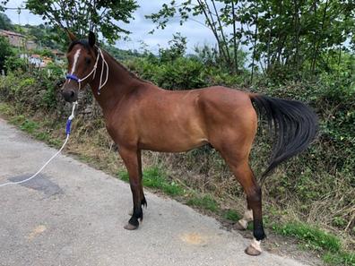 caballos pura sangre in vendita