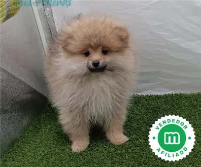 Segunda mano en Cáceres Provincia | Milanuncios
