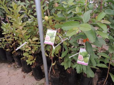 Arboles frutales Plantas de segunda mano baratas en Baleares | Milanuncios