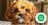 Milanuncios - CAVAPOO