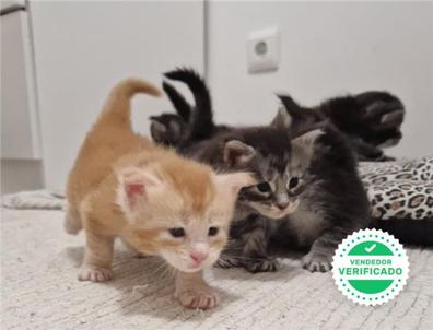 Milanuncios Maine Coon Gatos Y Gatitos En Adopcion Y Compra Venta De Accesorios Y Servicios