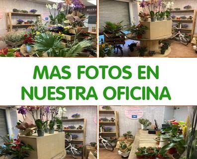 Floristeria Compra, venta y traspasos de negocios en Sevilla | Milanuncios