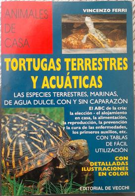 Caparazon tortuga marina. Anuncios para comprar y vender de segunda mano |  Milanuncios