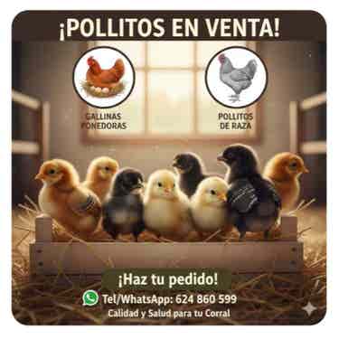 Pollitos en venta | Milanuncios