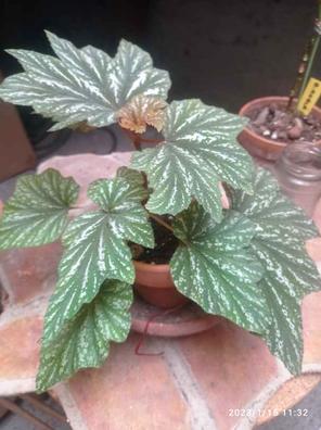 Begonia Plantas de segunda mano baratas en Sevilla | Milanuncios